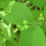 guava leaves flatulence