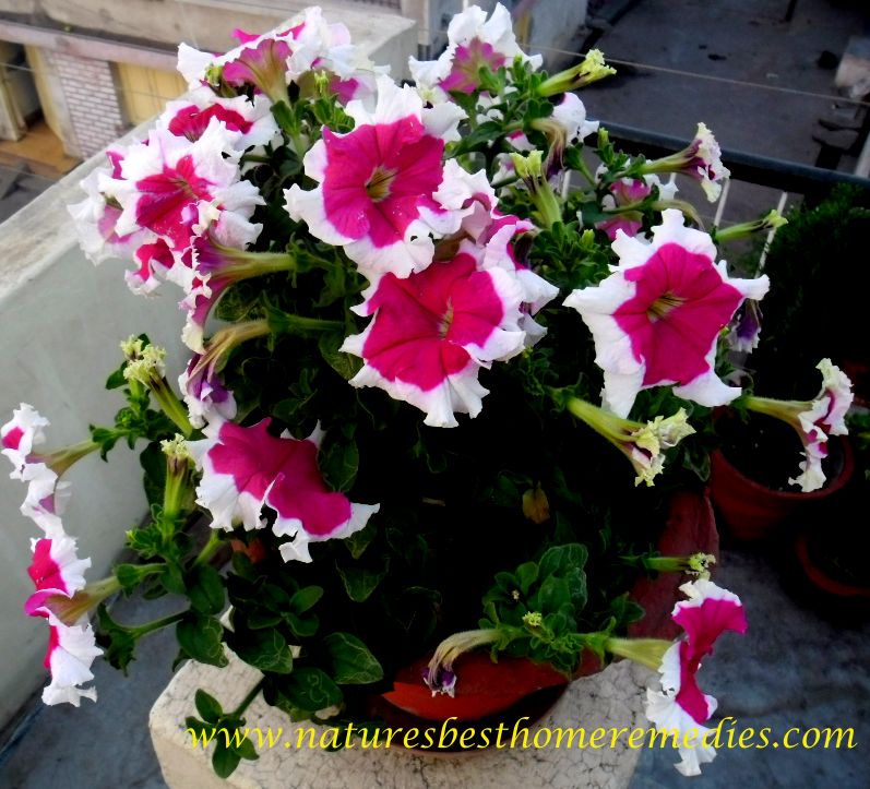 pictures of petunia flower