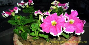 image of petunia flower